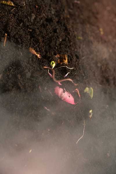 Jenna Sutela, Vermi Cell 2023, Foto: Dirk Tacke