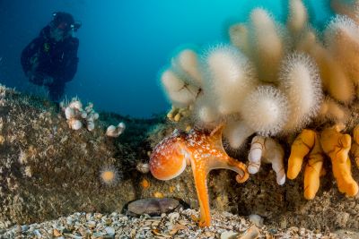 Octopus vulgaris, Mally's Lamp, Doggersbank foto: © Udo van Dongen